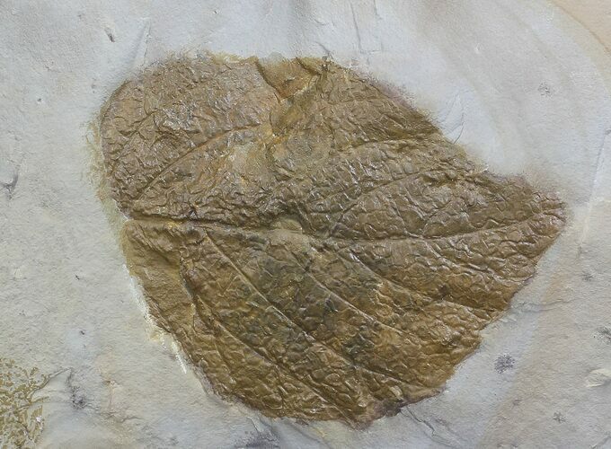 Fossil Leaf (Beringiaphyllum) - Montana #68116